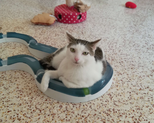 Adotta un gatto, maschio, 5 anni  e 2 mesi , Trapani
