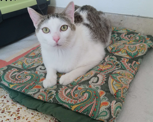 Adotta un gatto, taglia non valida, maschio, Trapani