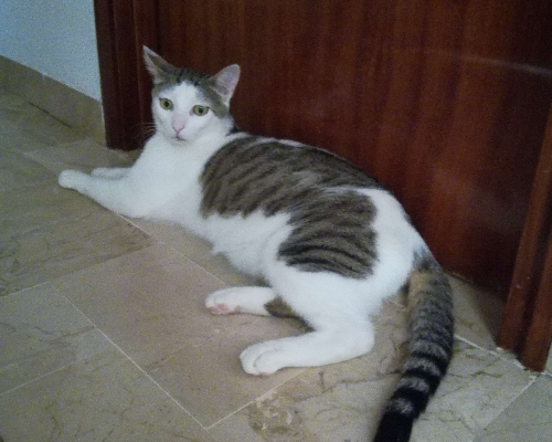 Vuoi adottare un gatto a Trapani?