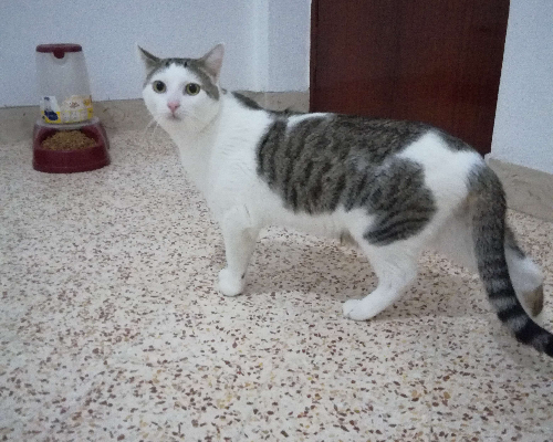 Adotta il gatto Dodo a Trapani