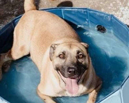 Adotta un cane, taglia grande, maschio, Napoli