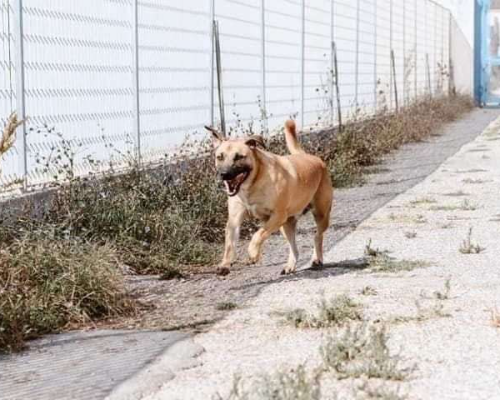Adotta un cane, maschio, 8 anni  e 2 mesi , Napoli