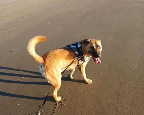 Vuoi adottare un cane a Napoli?