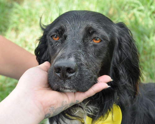 Vuoi adottare un cane a Caserta?