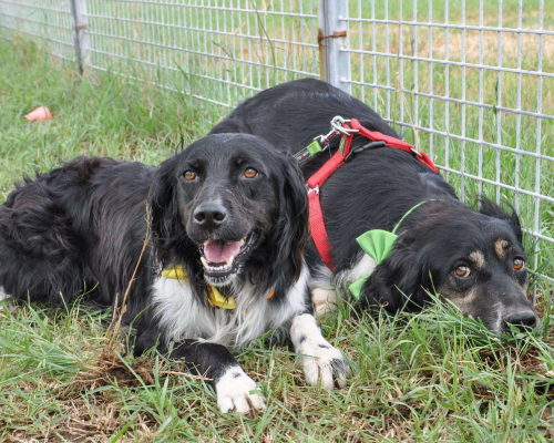 Adotta un cane, femmina, 8 anni  e 9 mesi , Caserta