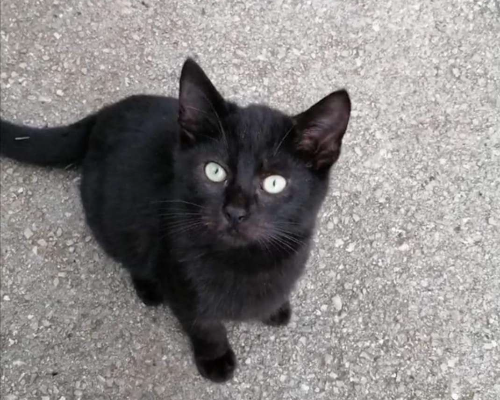 Adotta un gatto, maschio, 2 anni  e 8 mesi , Brindisi