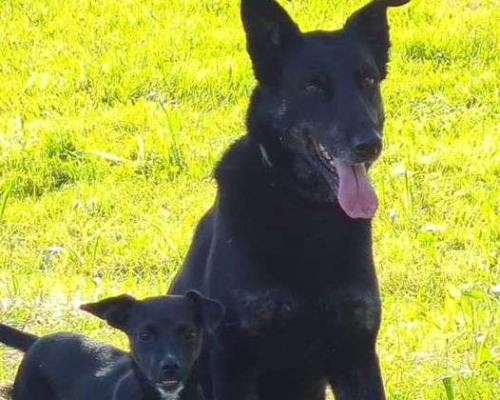 Adotta un cane, femmina, 8 anni  e 5 mesi , Torino