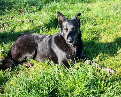 Adotta un cane, taglia media, femmina, Torino