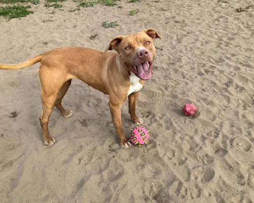 Adotta un cane, femmina, 7 anni e 5 mesi, Napoli