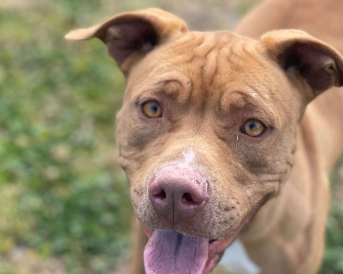 Adotta il cane SIMBA a Napoli