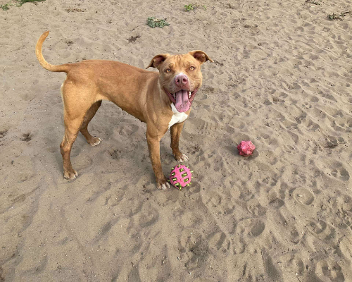 Vuoi adottare un cane a Napoli?