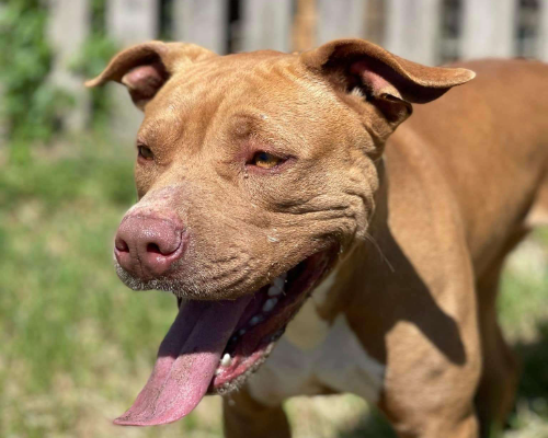 Adotta un cane, taglia media, femmina, Napoli