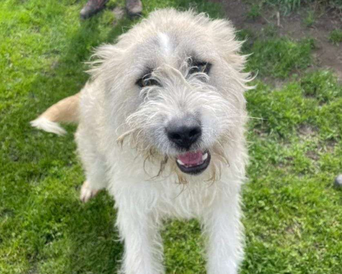 Adozione cane, maschio, meticcio, 4 anni  e 2 mesi , taglia media contenuta, Latina