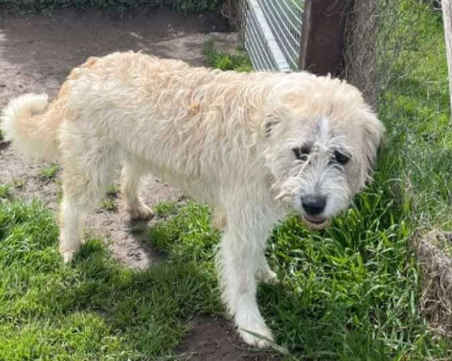 Adotta un cane, taglia media contenuta, maschio, Latina