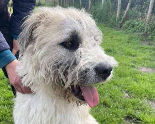 Vuoi adottare un cane a Latina?
