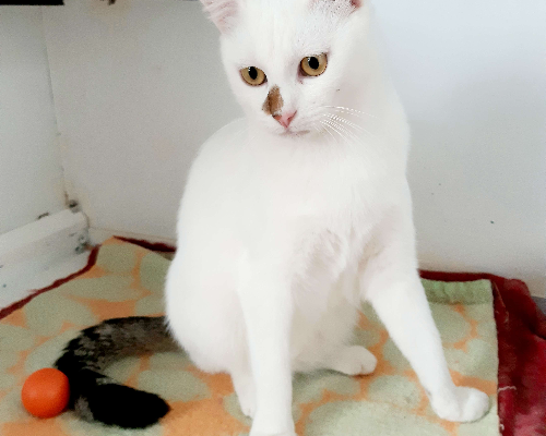 Adotta un gatto, femmina, 2 anni  e 7 mesi , Bologna