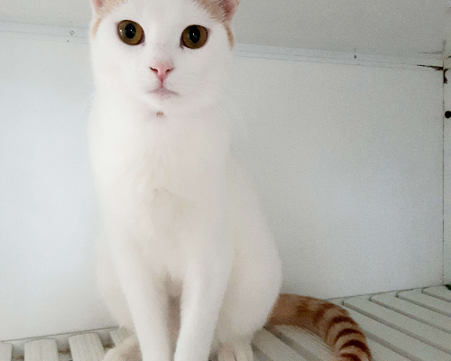 Adotta un gatto, taglia non valida, femmina, Bologna