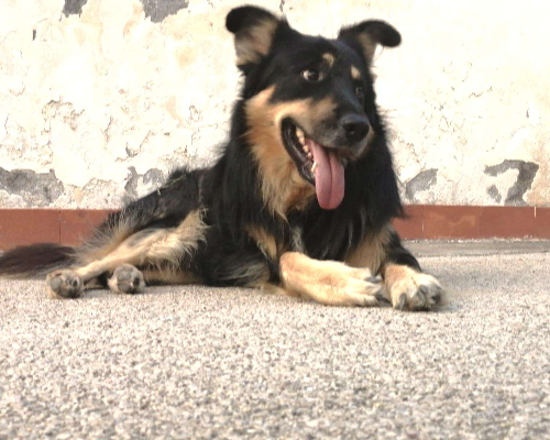 Adotta un cane, taglia grande, maschio, Catania