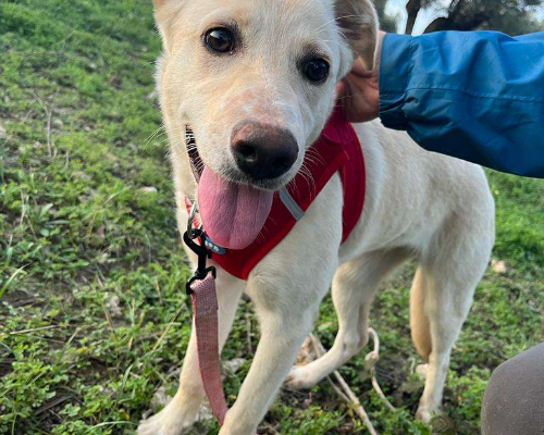 Adotta il cane scintilla a Crotone