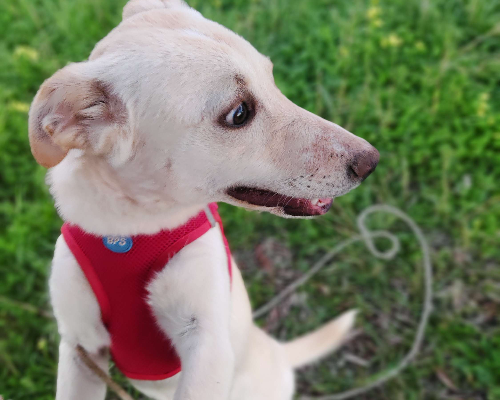 Adotta un cane, maschio, 2 anni  e 10 mesi , Crotone