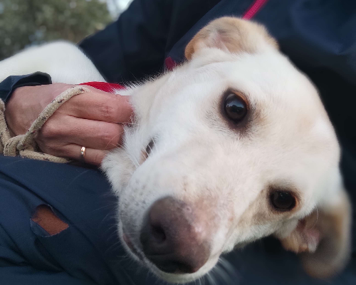 Vuoi adottare un cane a Crotone?