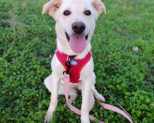 Adotta un cane, taglia media contenuta, maschio, Crotone