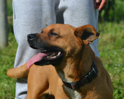 Vuoi adottare un cane a Sud?