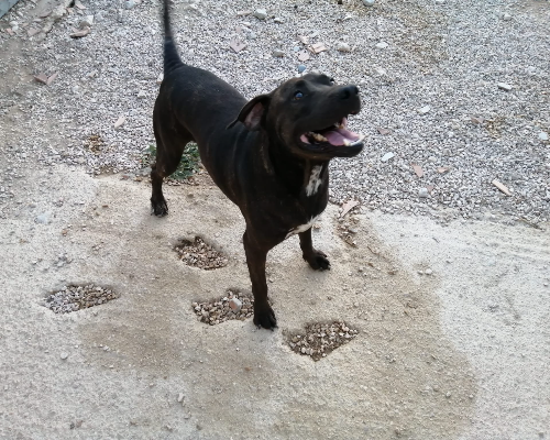 Adotta un cane, maschio, 6 anni  e 6 mesi , Barletta