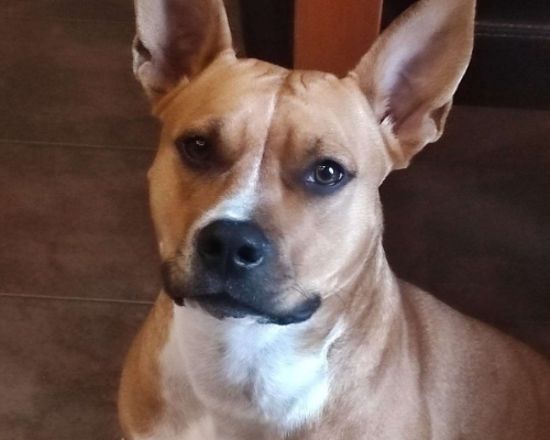 Adotta un cane, femmina, 3 anni  e 6 mesi , Napoli