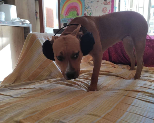 Vuoi adottare un cane a Napoli?