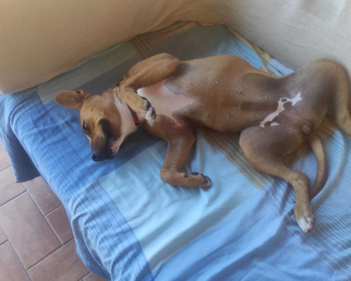 Adotta il cane Lella a Napoli