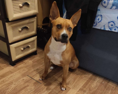 Adozione cane, femmina, meticcio, 3 anni  e 6 mesi , taglia media, Napoli