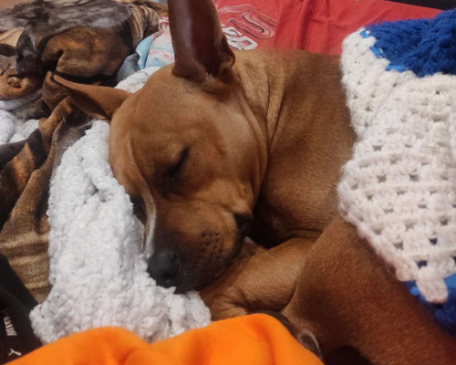 Adotta un cane, taglia media, femmina, Napoli
