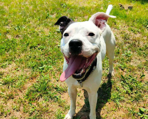 Adozione cane, maschio, Pitbull, 5 anni , taglia media, Genova