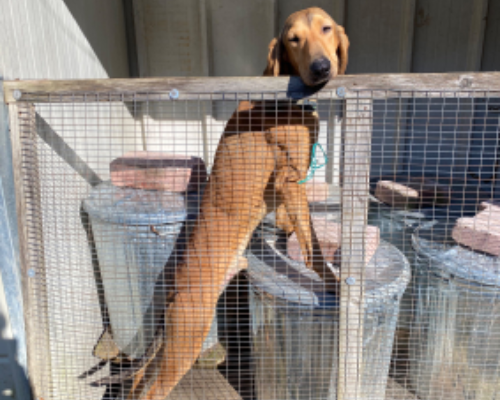 Adotta un cane, maschio, 3 anni  e 5 mesi , Avellino