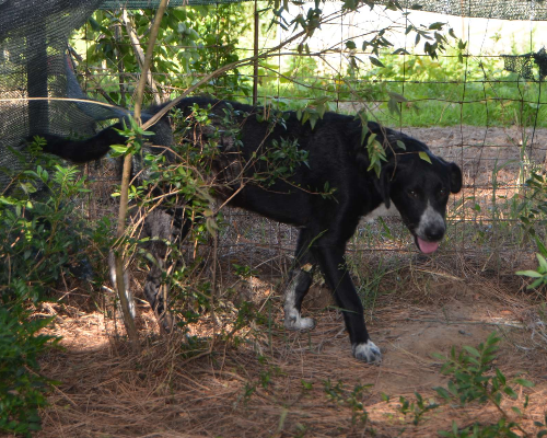 Adotta un cane, maschio, 2 anni  e 4 mesi , Sud