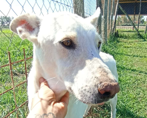 Vuoi adottare un cane a Latina?