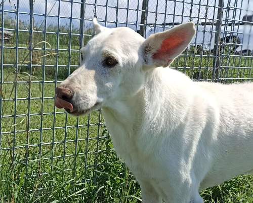 Adotta un cane, taglia media, maschio, Latina