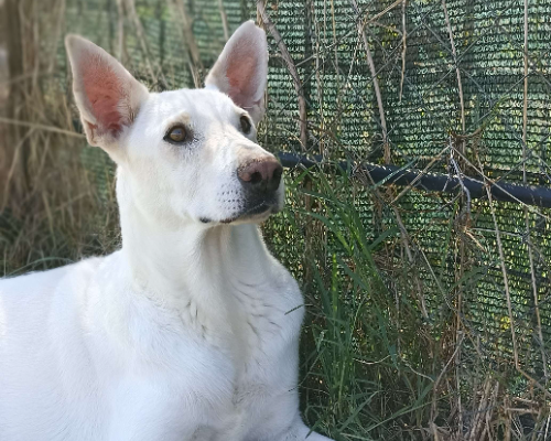 Adozione cane, maschio, meticcio, 8 anni  e 5 mesi , taglia media, Latina