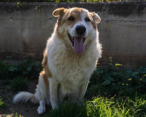 Adozione cane, maschio, meticcio, 13 anni e 6 mesi, taglia grande, Bari