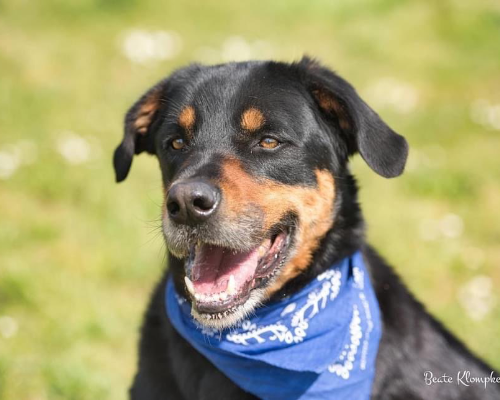 Adotta un cane, taglia grande, maschio, Roma