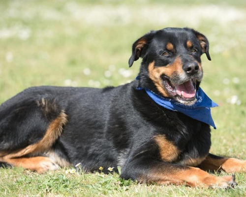 Adotta il cane Aro a Roma