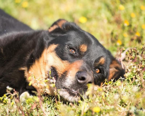 Adozione cane, maschio, Rottweiler, 7 anni e 7 mesi, taglia grande, Roma