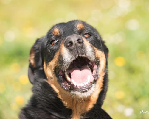 Adotta un cane, maschio, 7 anni e 7 mesi, Roma