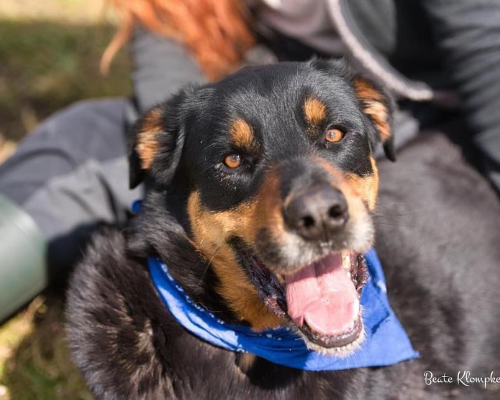 Vuoi adottare un cane a Roma?