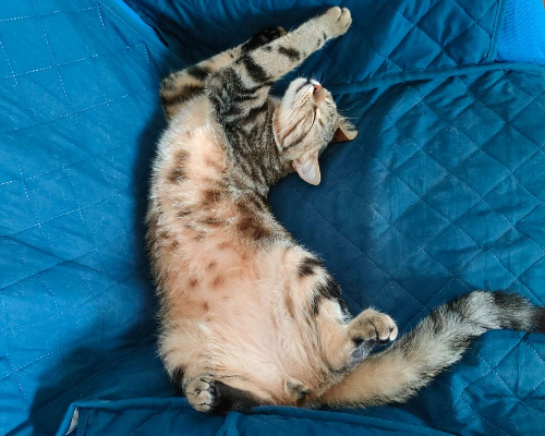 Adotta il gatto Baby a Trapani
