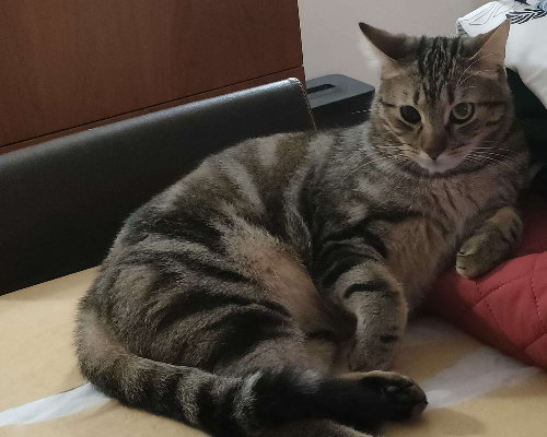 Adotta un gatto, taglia non valida, maschio, Trapani