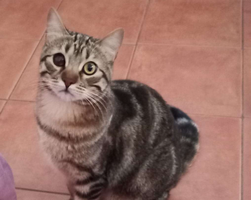 Adotta un gatto, maschio, 3 anni  e 10 mesi , Trapani