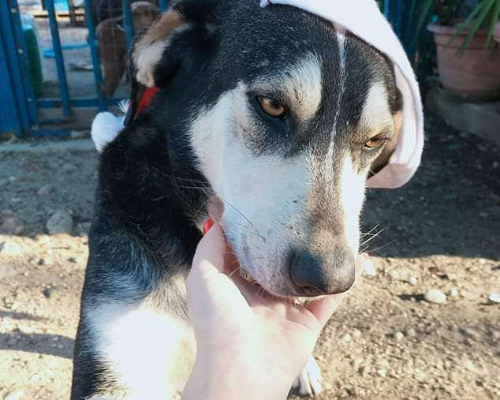 Adotta un cane, taglia grande, maschio, Chieti