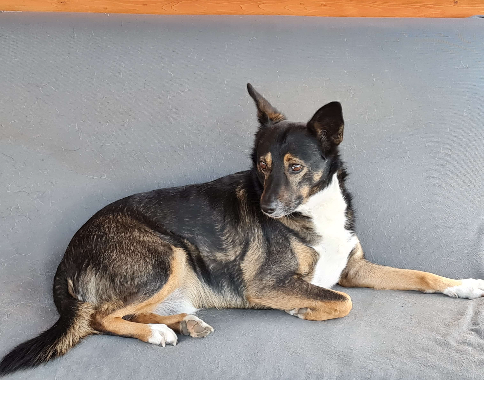 Adotta un cane, maschio, 7 anni  e 4 mesi , Napoli